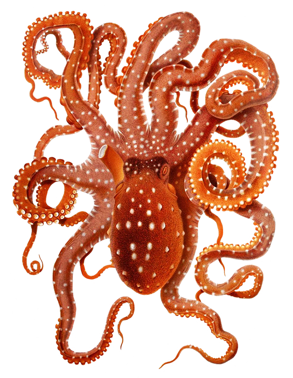 invertebrate octopus